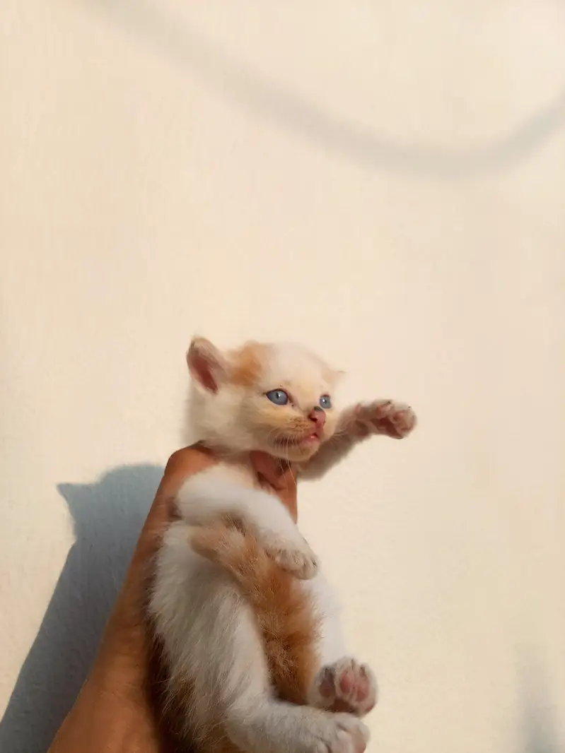 Persian cat — photo 2