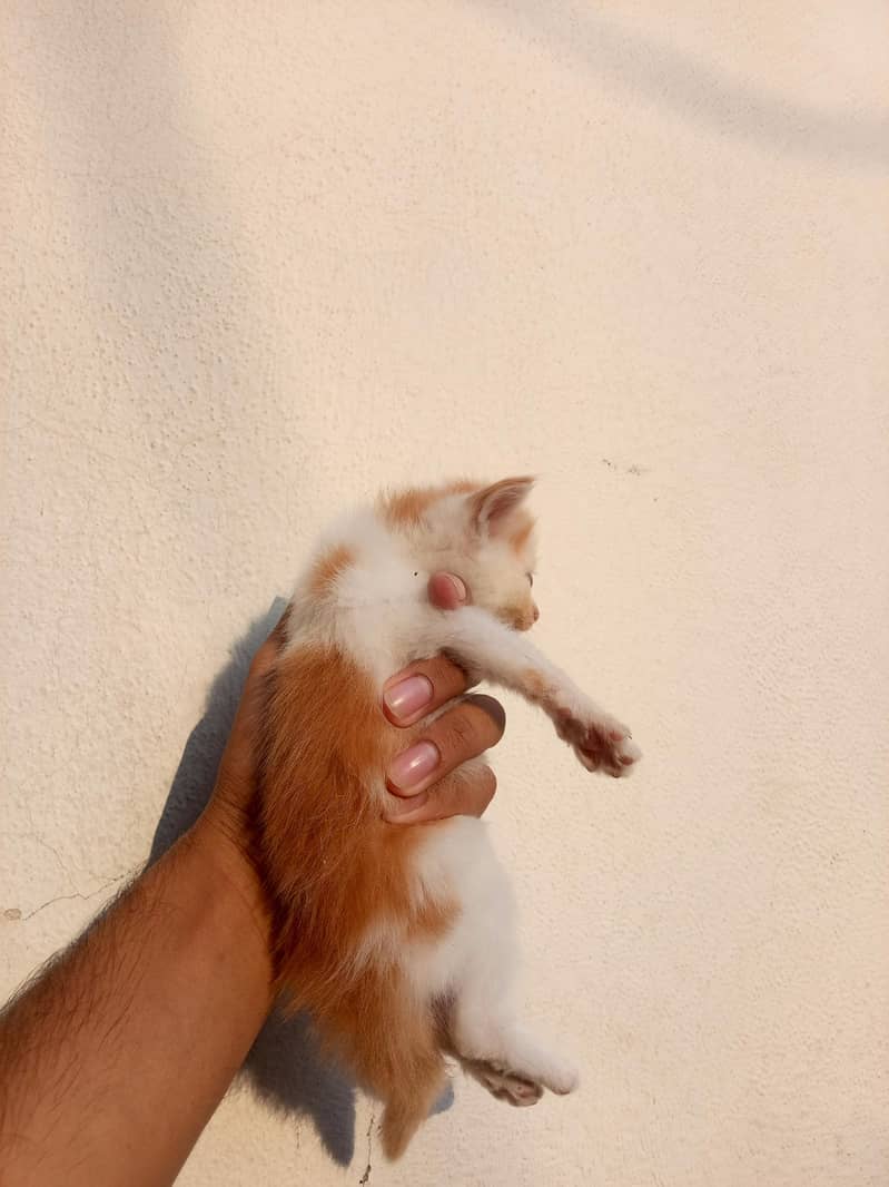 Persian cat 2