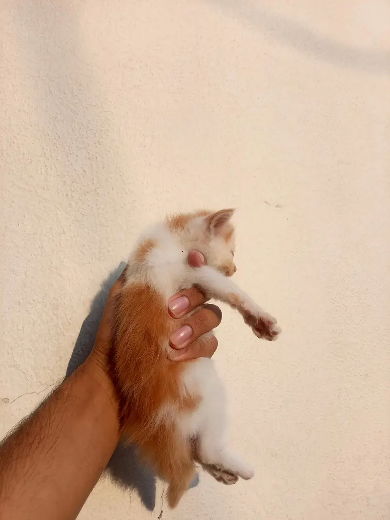 Persian cat — photo 3
