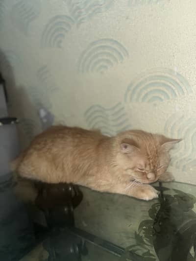 Persian cat