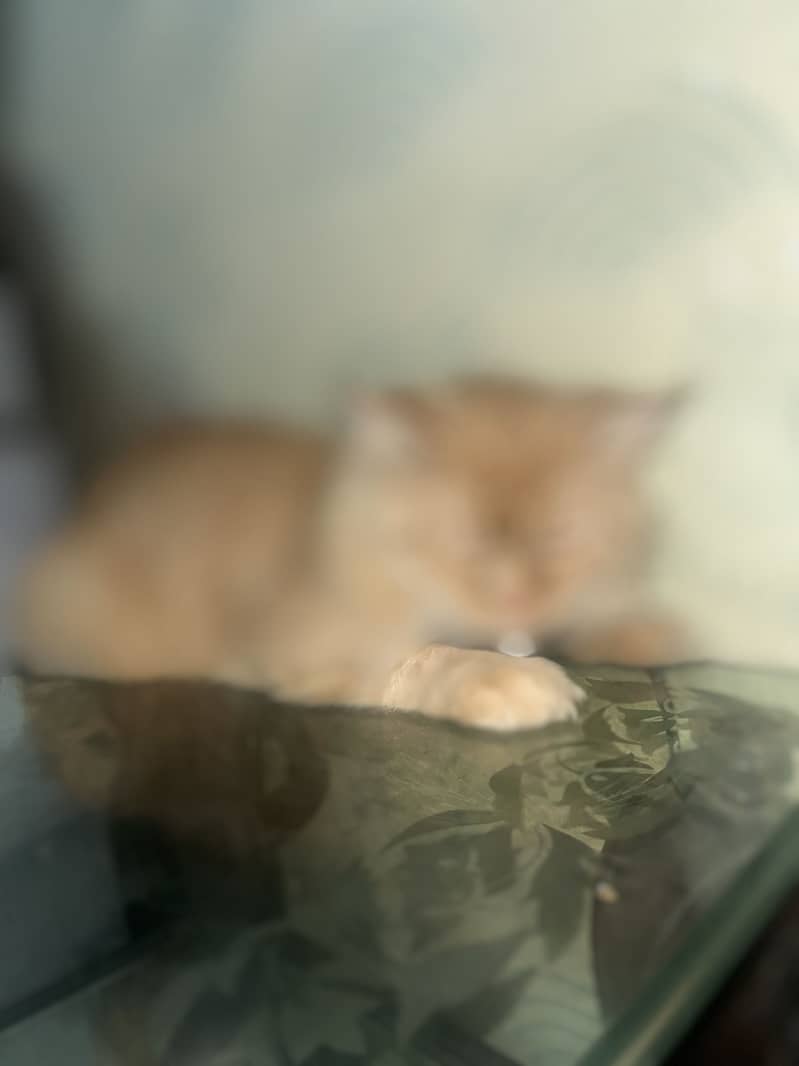 Persian cat 1