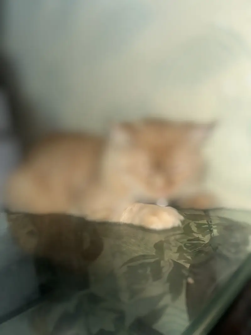 Persian cat — photo 2