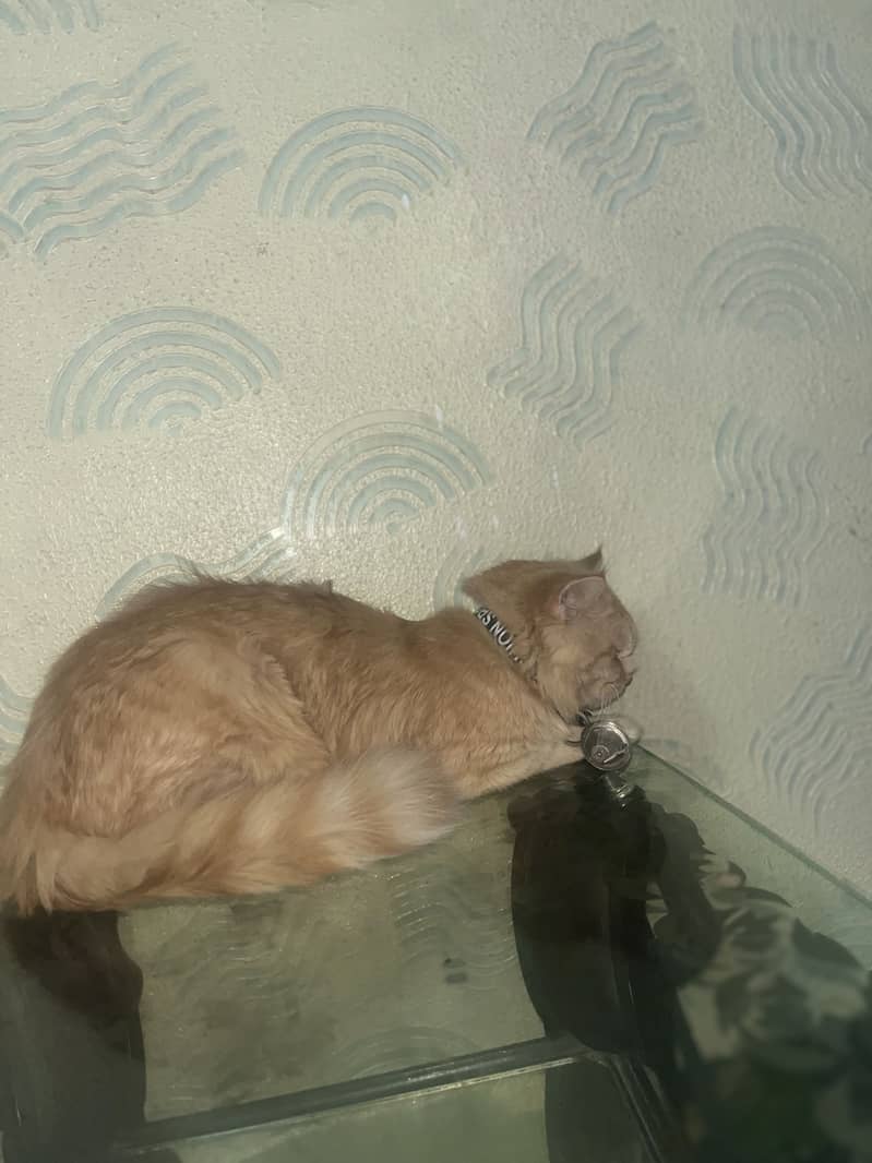 Persian cat 2
