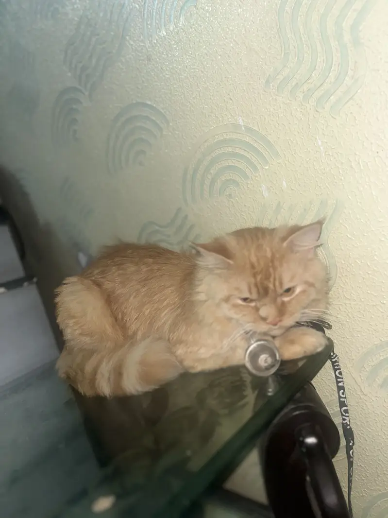 Persian cat — photo 4