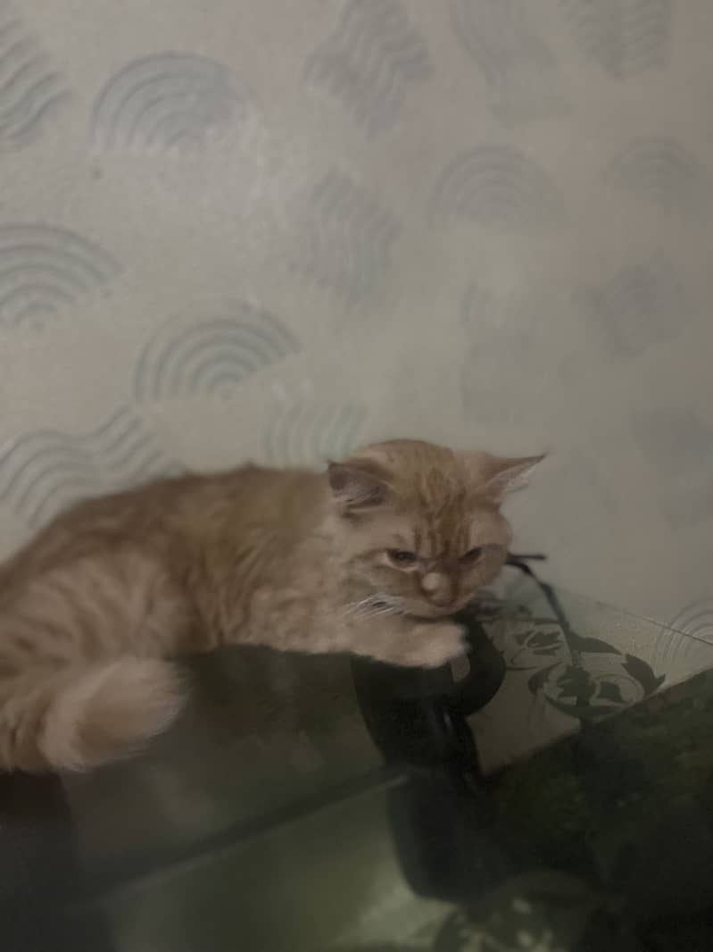 Persian cat 4