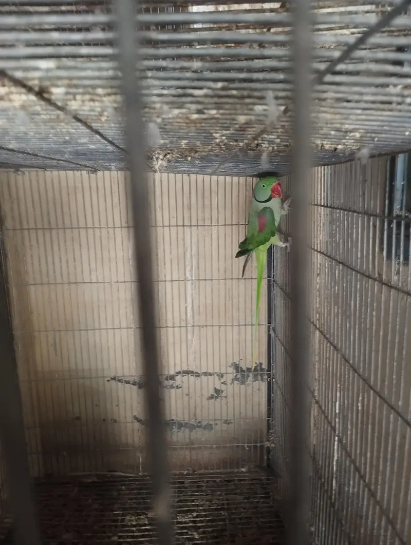 a. o. a jungle raw male with breeding history. — photo 2