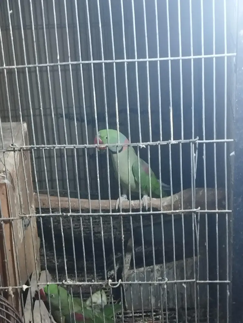 a. o. a jungle raw male with breeding history. — photo 4