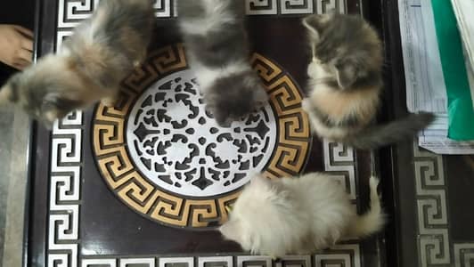 cute little kittens 