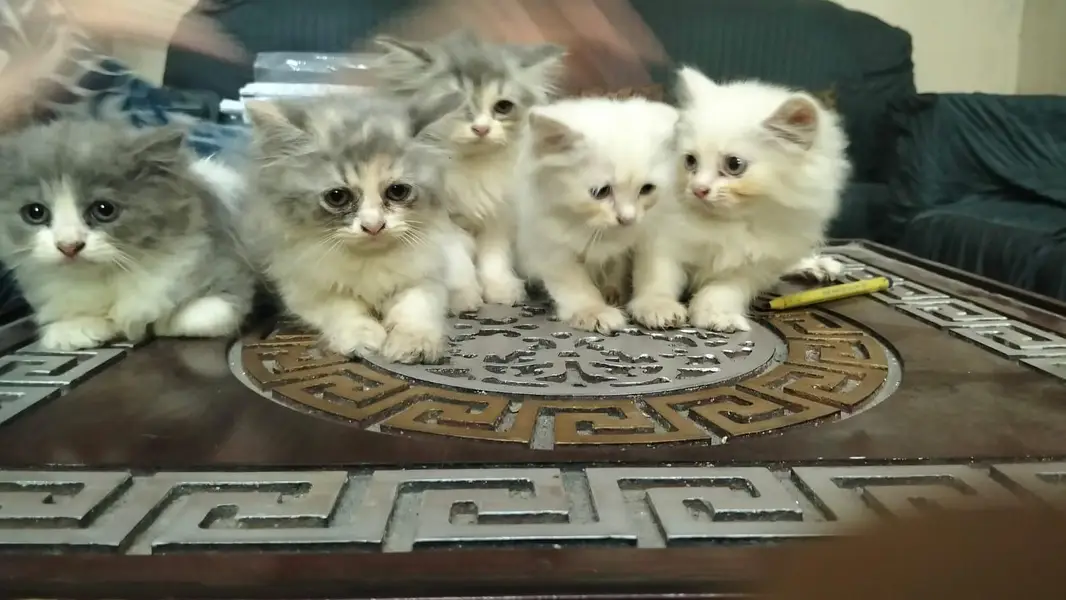 cute little kittens — photo 2