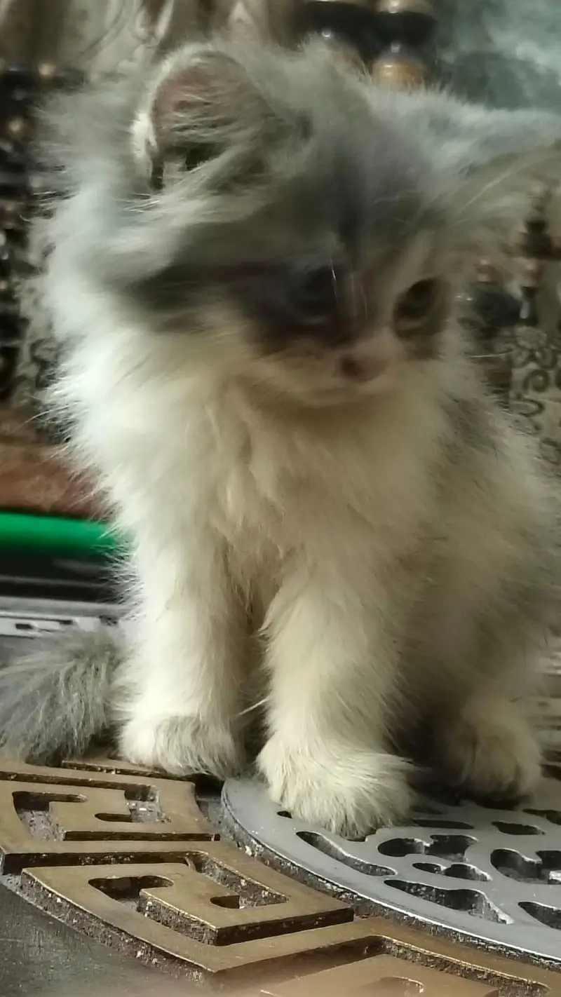 cute little kittens — photo 3