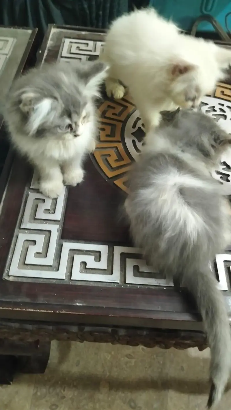 cute little kittens — photo 4