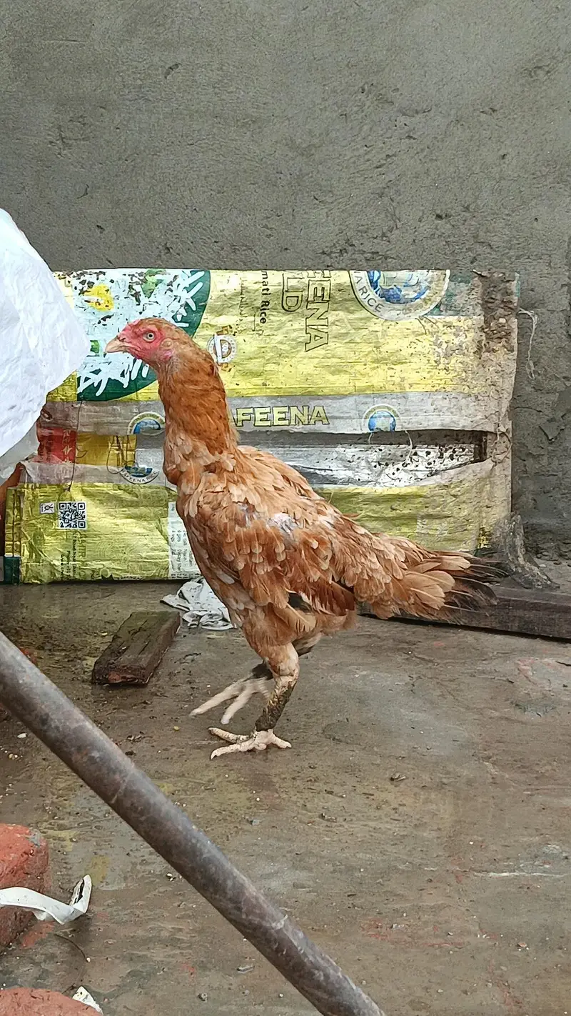 aseel murgi — photo 2