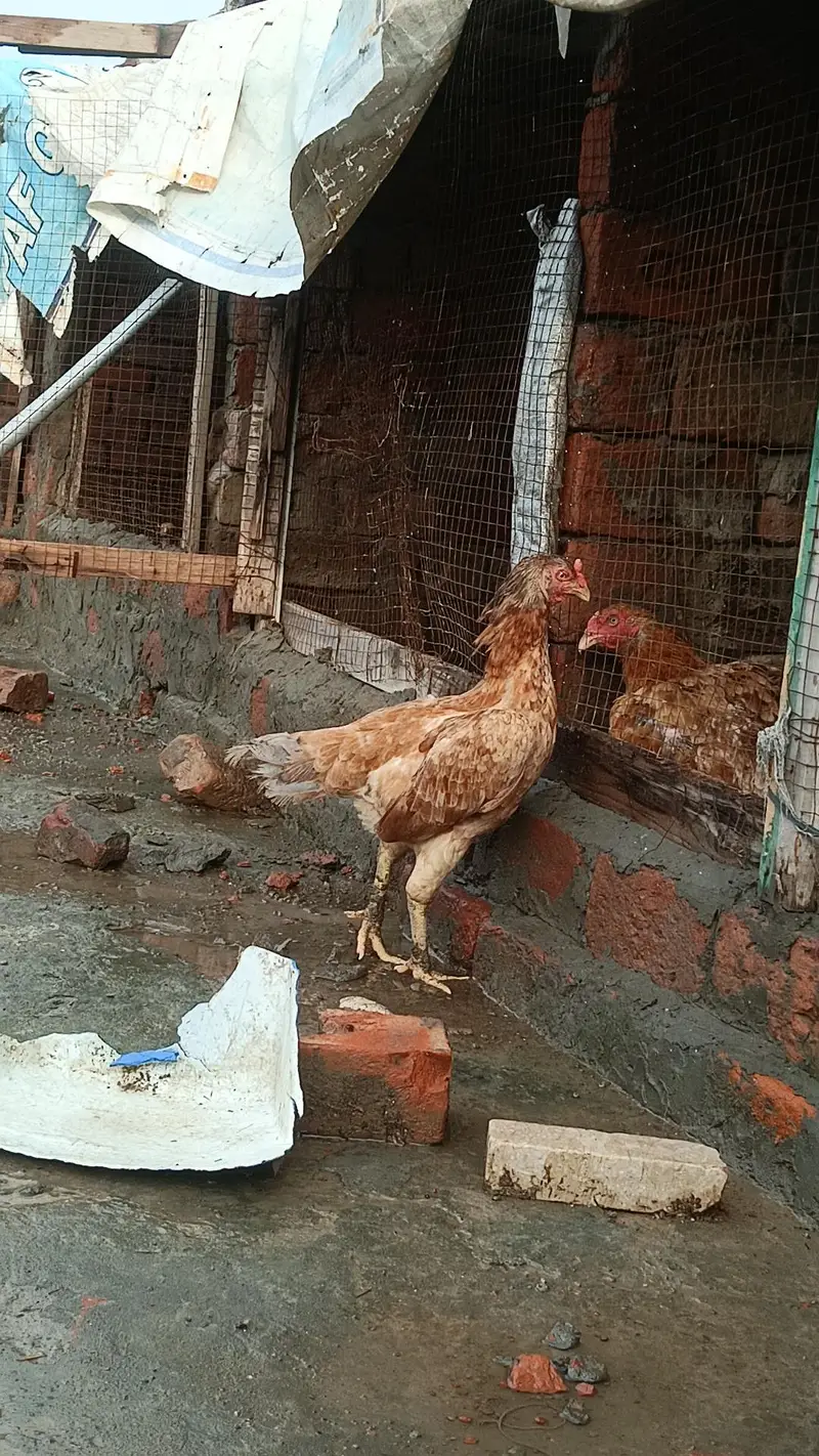 aseel murgi — photo 4