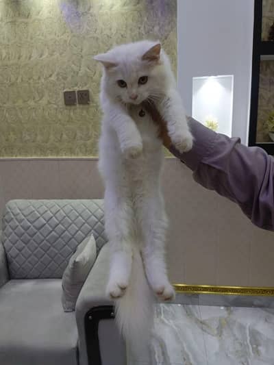 home breed cat for sale