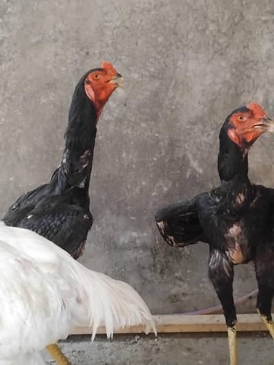 pure black shamo or white heera male