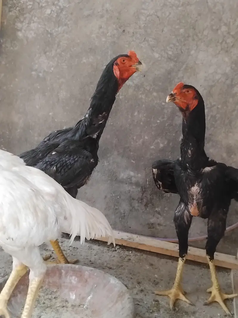 pure black shamo or white heera male — photo 2