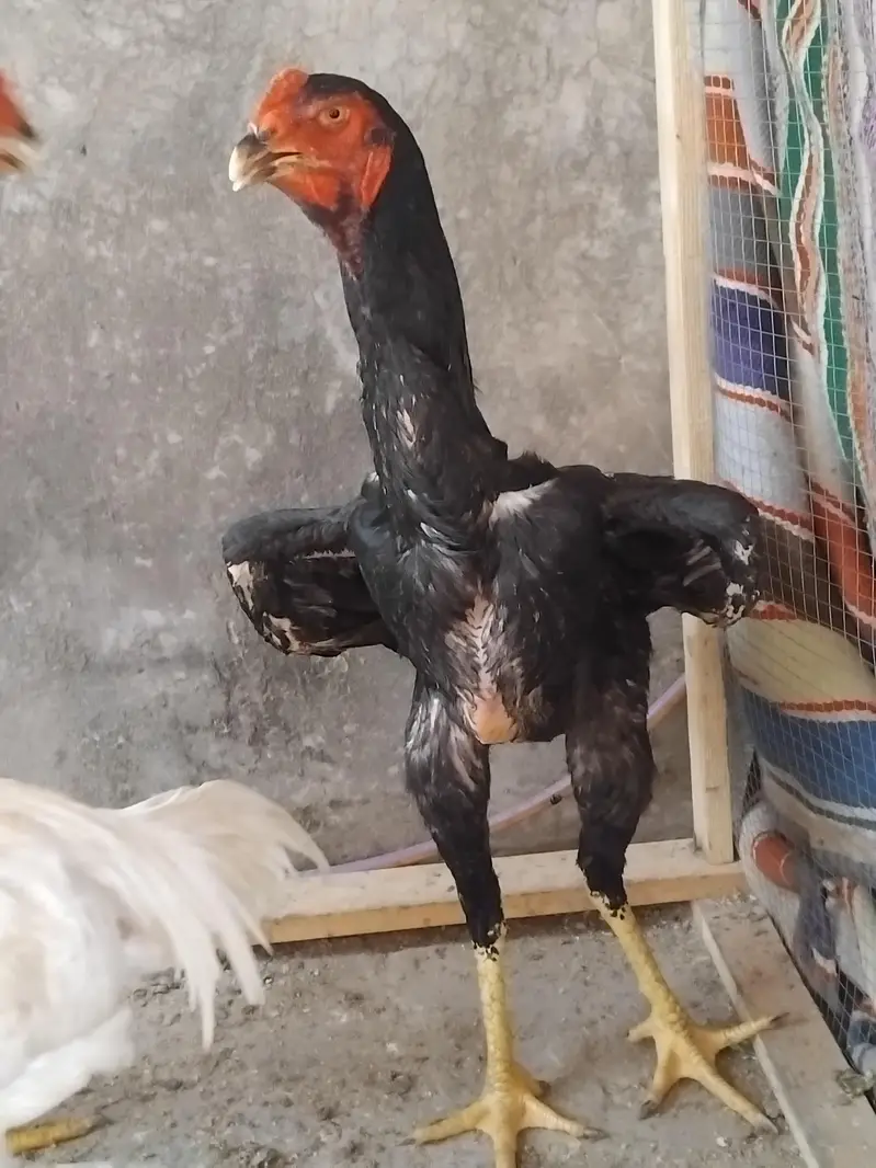 pure black shamo or white heera male — photo 3
