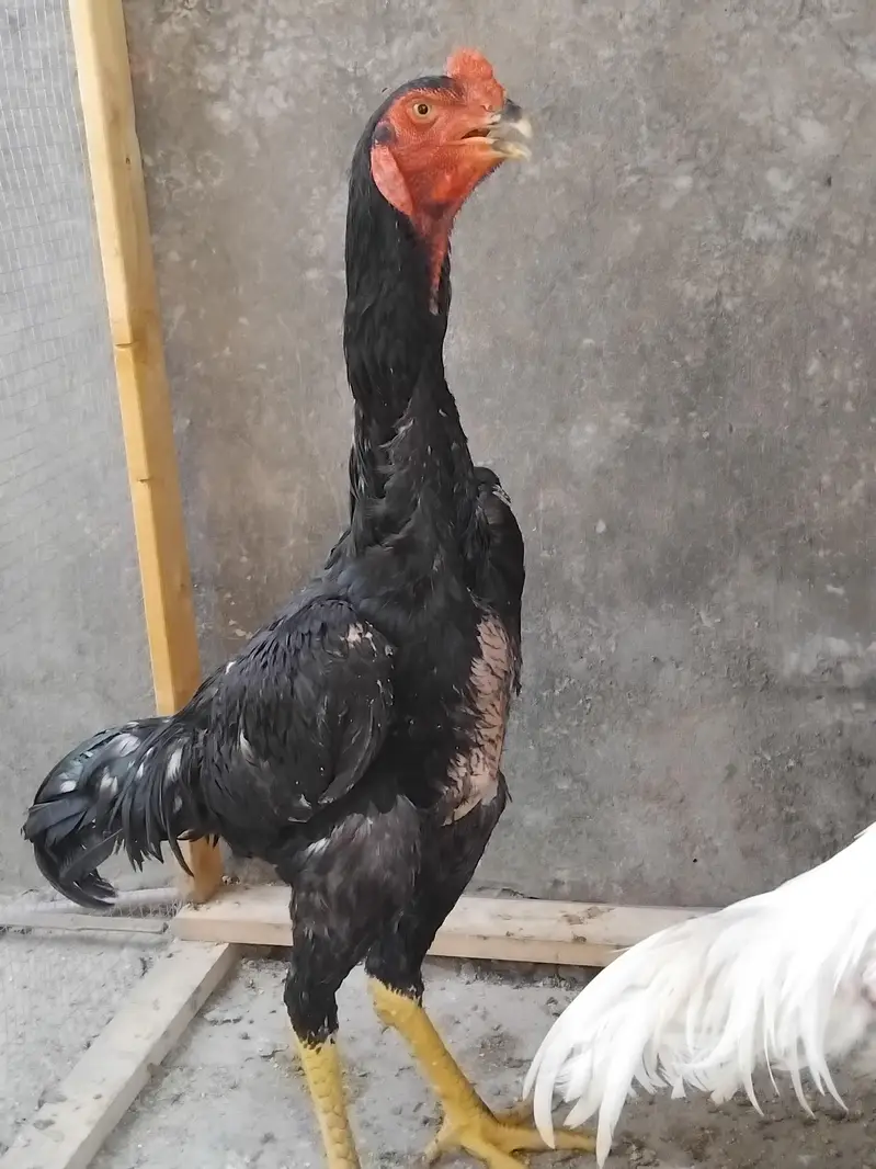 pure black shamo or white heera male — photo 4