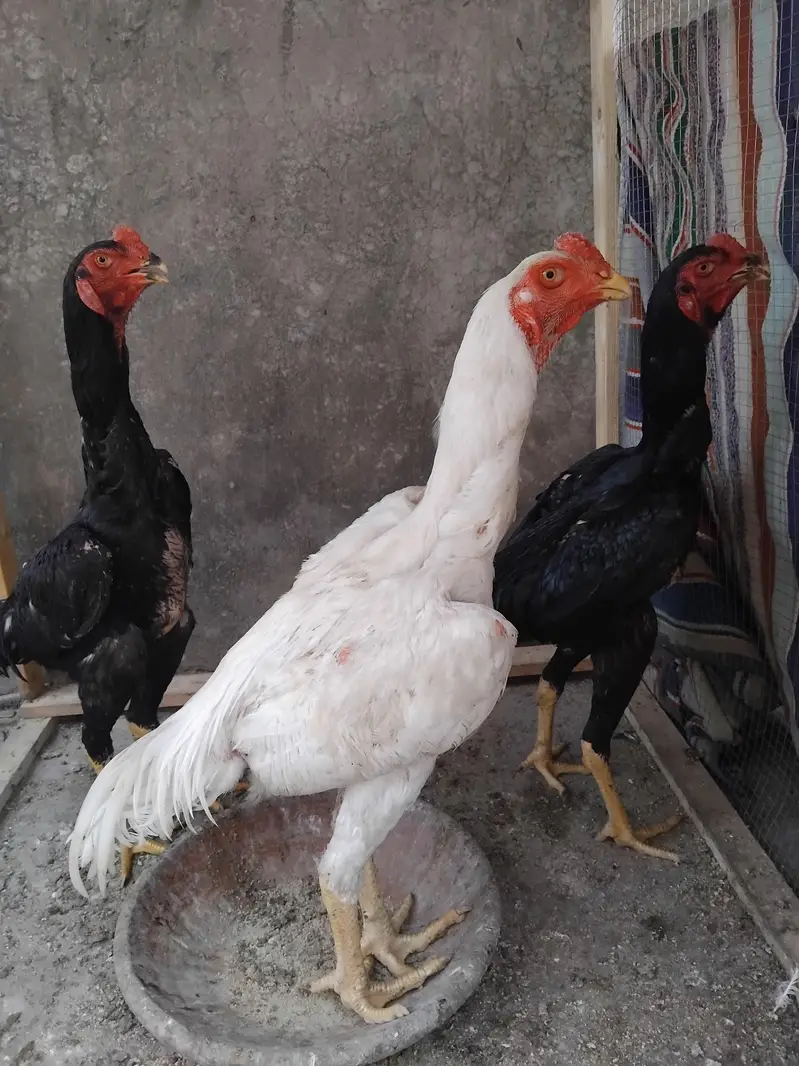 pure black shamo or white heera male — photo 5