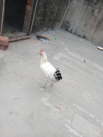 Golden Misri ( Male)