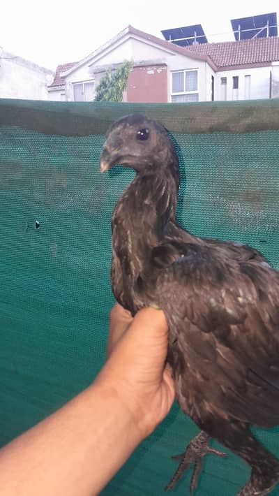PURE BLACK DRAGON