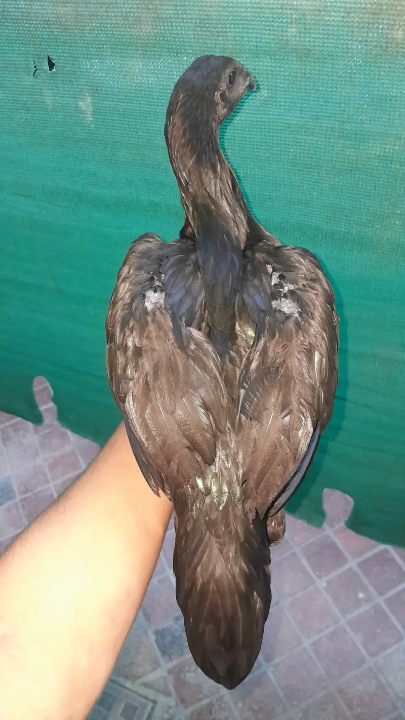 PURE BLACK DRAGON — photo 3