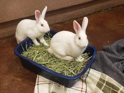 Red eyes rabbits breeder pair 3000 bunnies pair 1500