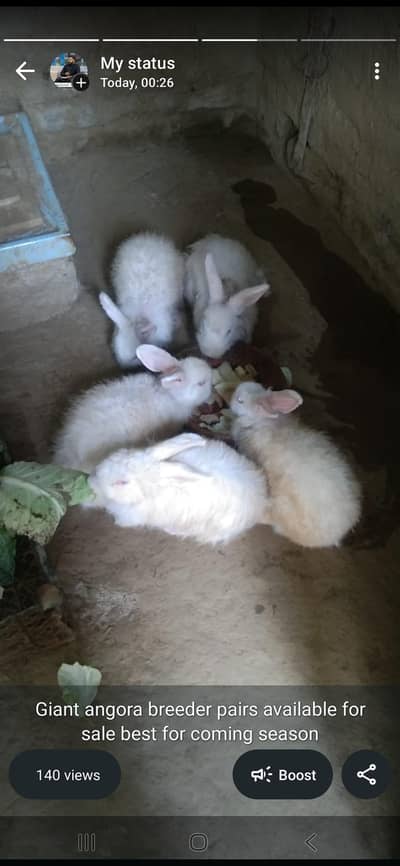 Giant angora breeder pairs best for season