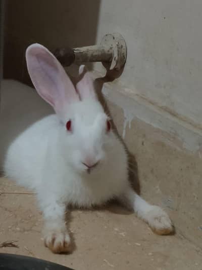 white rabbit