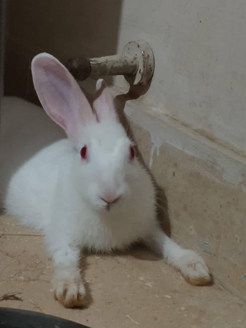 white rabbit 0