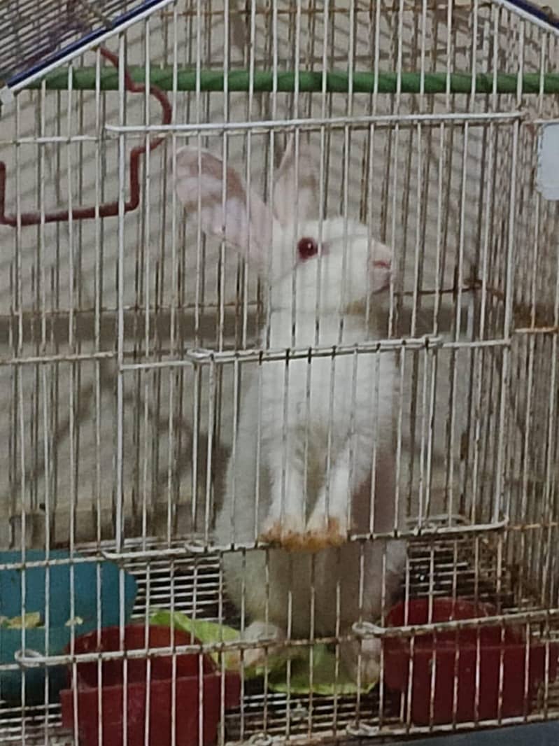 white rabbit 1