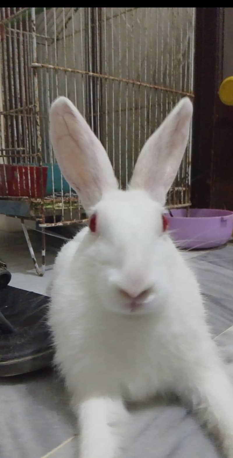 white rabbit 2