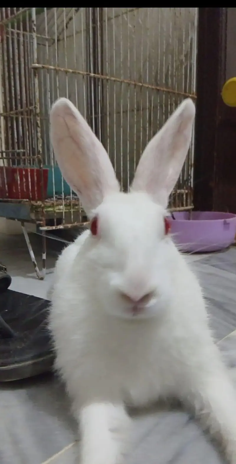 white rabbit — photo 3