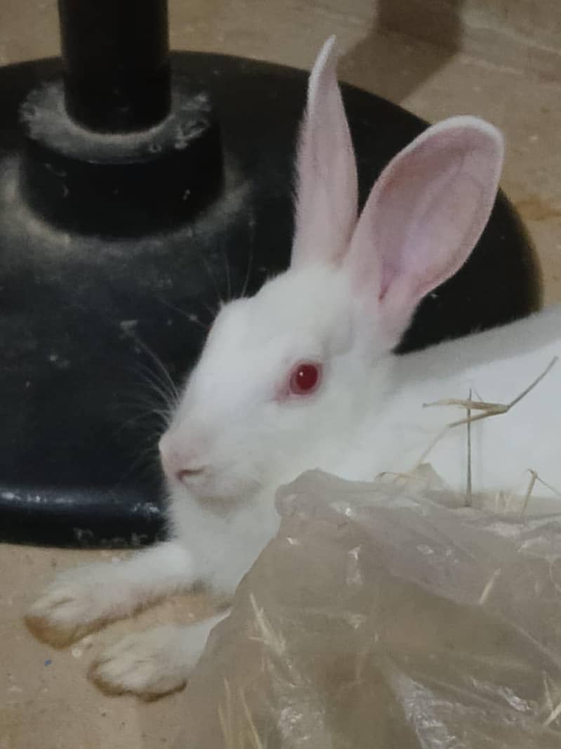 white rabbit 3
