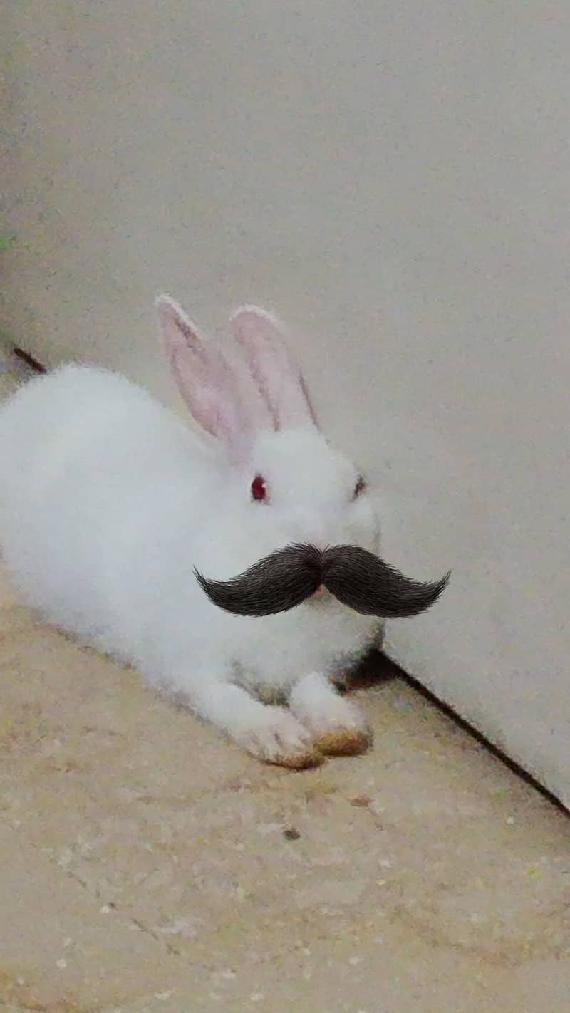 white rabbit 4