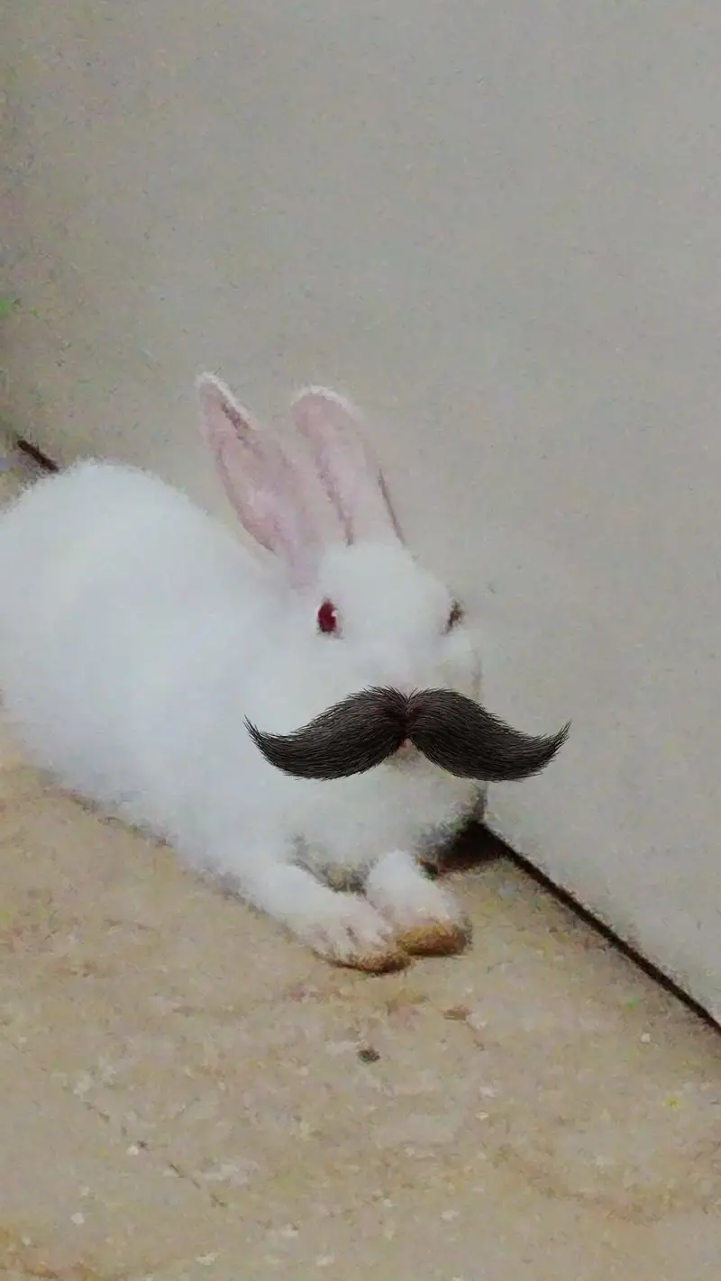 white rabbit — photo 5
