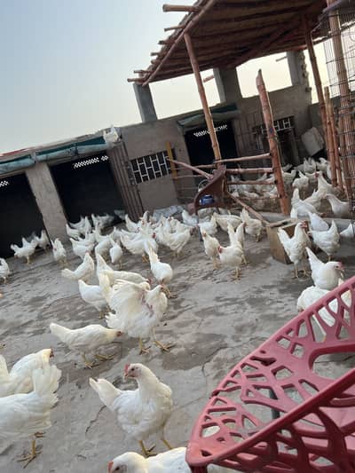 white layer hens