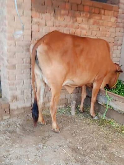 گائے بمعہ 2 ماہ کی خوبصورت جرسی بچھڑی برائے فروخت