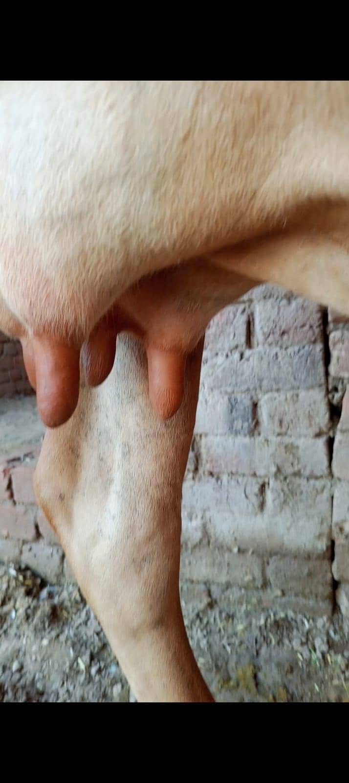 گائے بمعہ 2 ماہ کی خوبصورت جرسی بچھڑی برائے فروخت 1