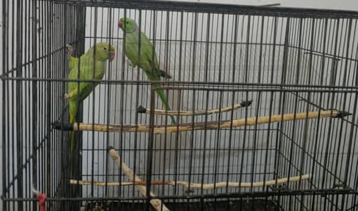 Green ringneck breeder pair