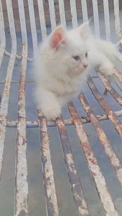 Persian kittens white triple coated available