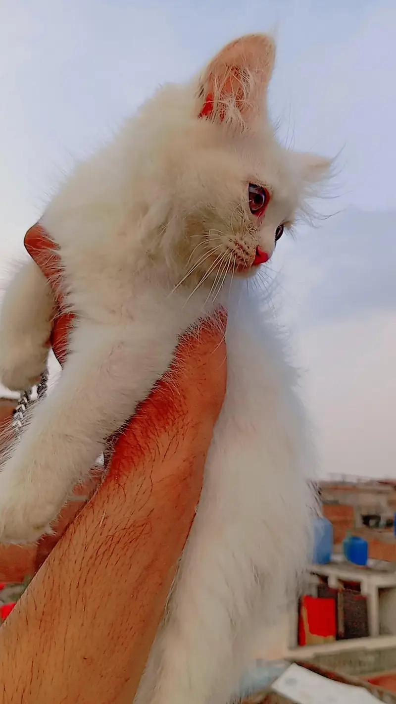 Persian kittens white triple coated available — photo 2