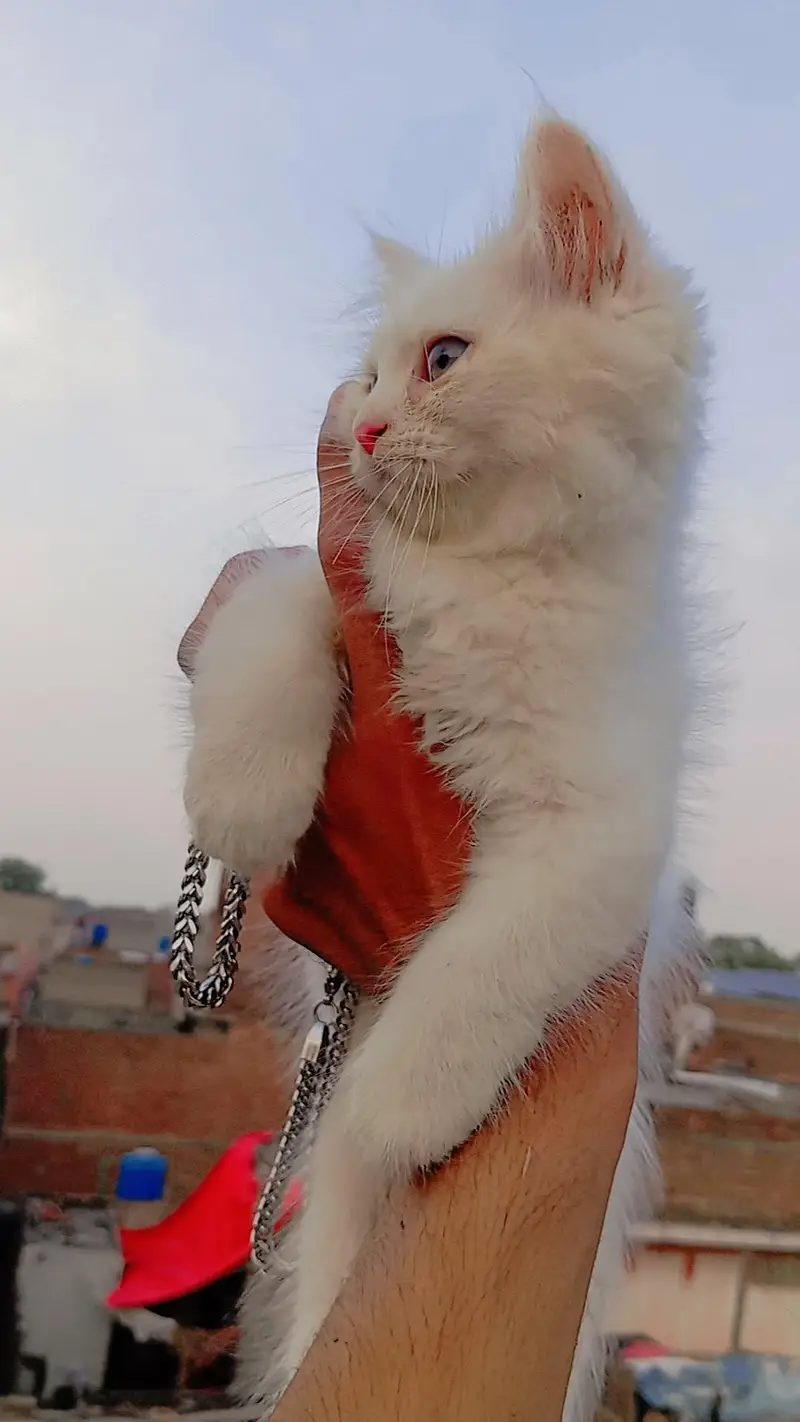 Persian kittens white triple coated available — photo 3