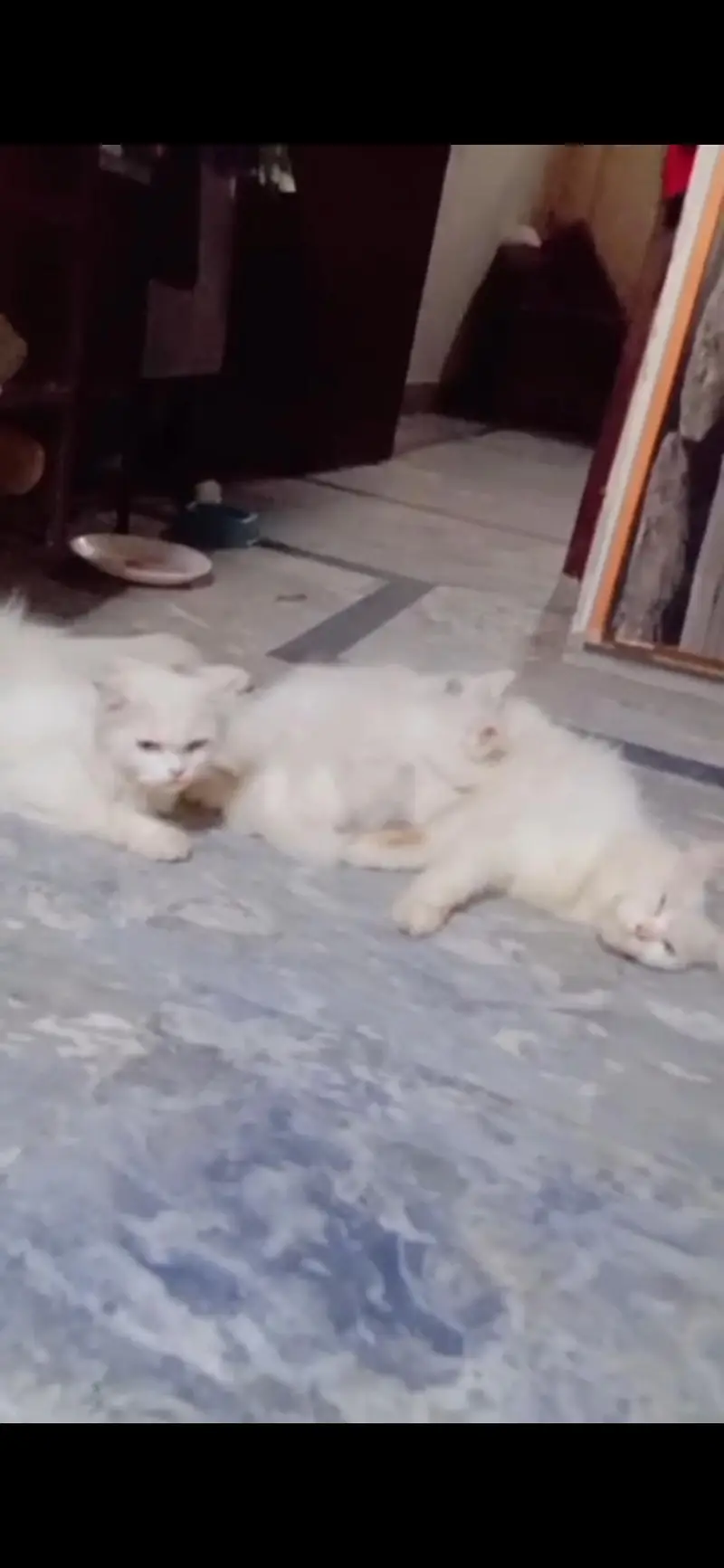 Persian kittens white triple coated available — photo 4