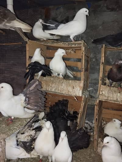 Black tail peel akhhal