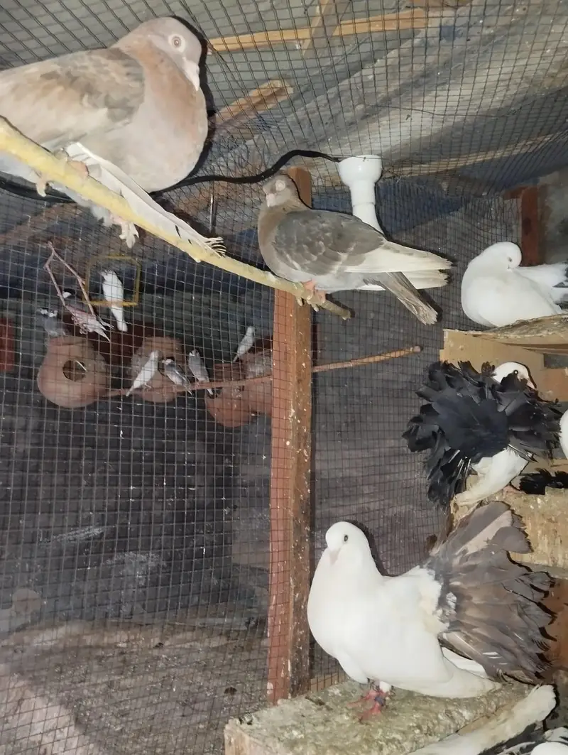 Black tail peel akhhal — photo 3