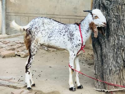 Bkra For Sale