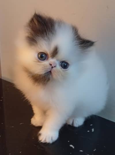 Adorable CFA bloodline Kitten