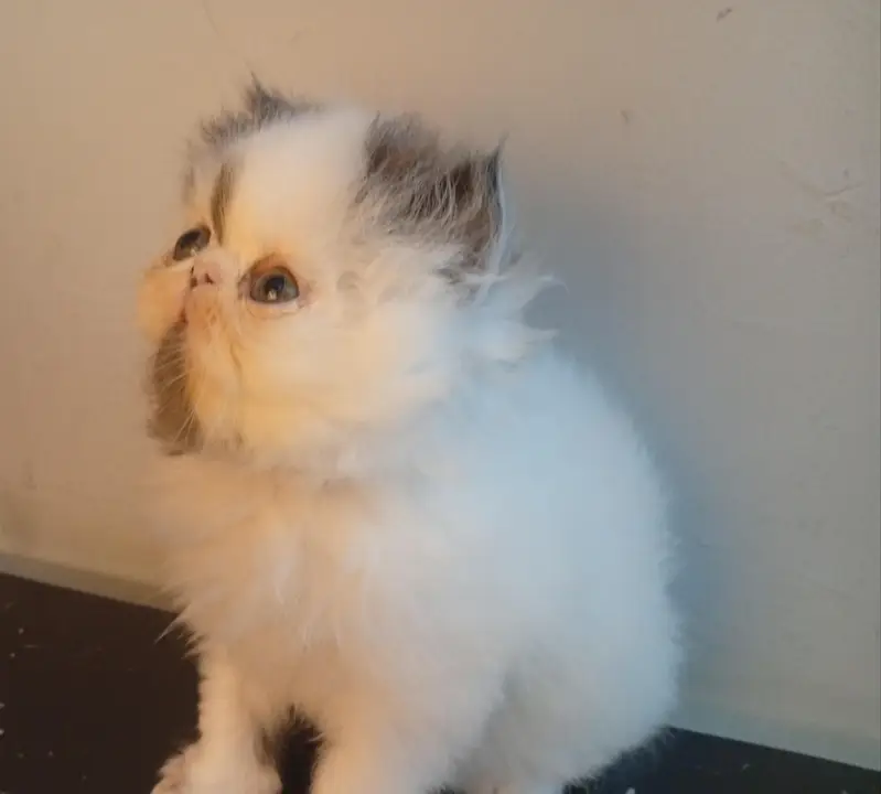 Adorable CFA bloodline Kitten — photo 2