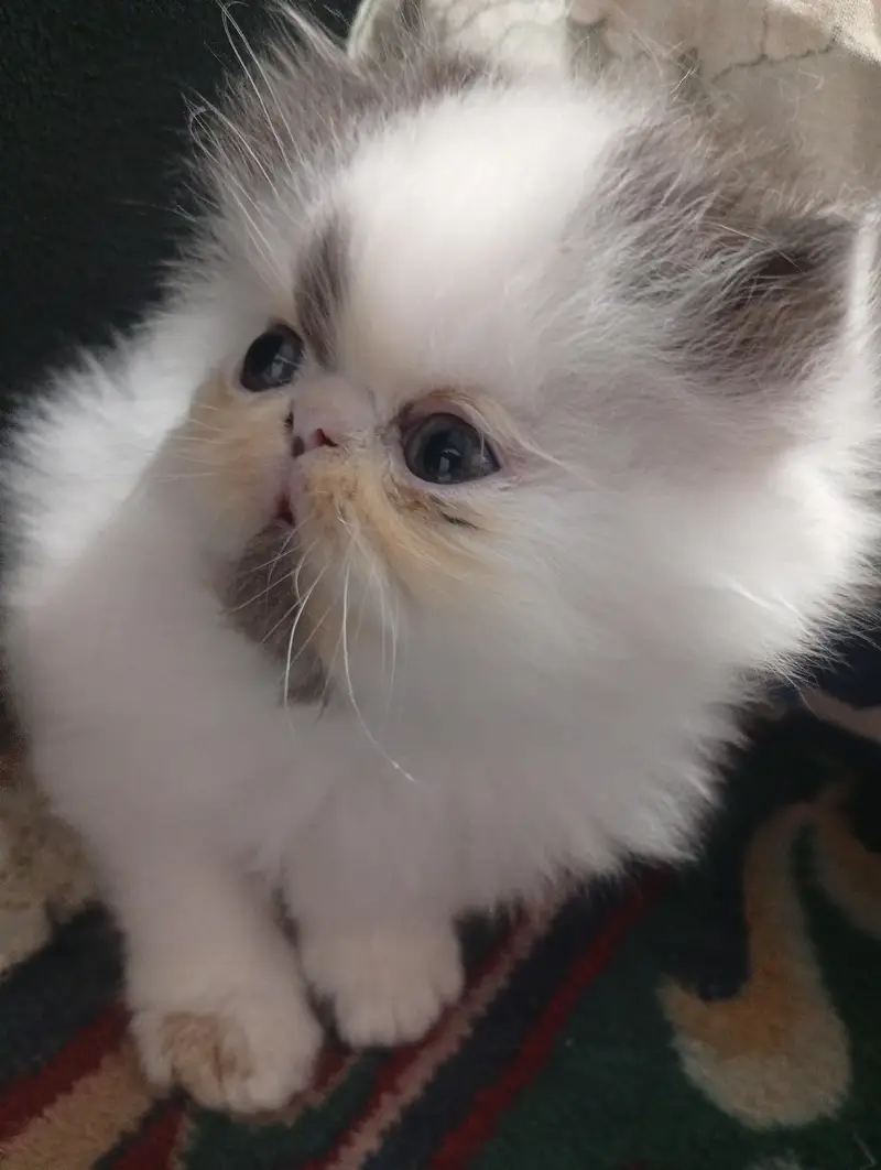 Adorable CFA bloodline Kitten — photo 3
